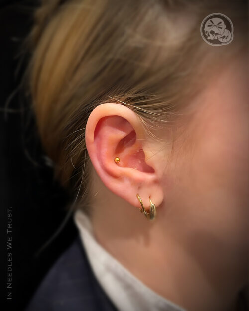 Piercing conch PVD gold — Boulogne-sur-Mer | The Needles Factory Piercing conch oreille + anneaux lobe, bijou titane PVD gold, réalisé à Boulogne-sur-Mer – The Needles Factory.
