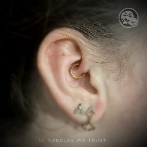 Piercing daith avec anneau doré en PVD Gold – The Needles Factory Boulogne-sur-Mer
