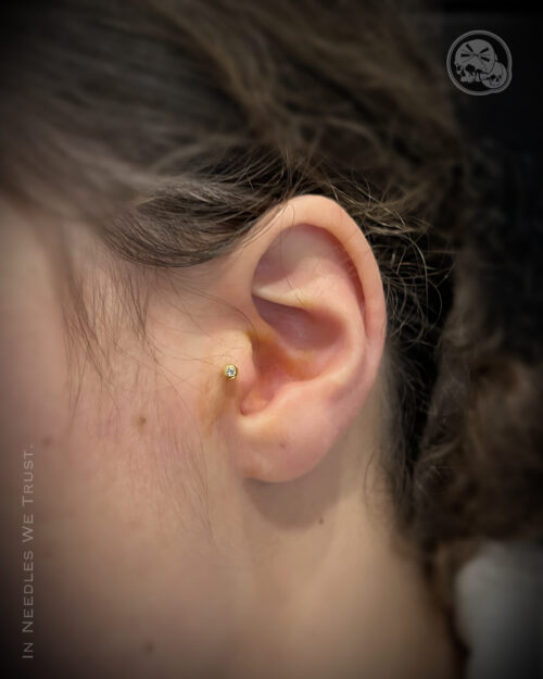 Piercing tragus strass PVD gold — Boulogne-sur-Mer | The Needles Factory Piercing tragus avec strass, bijou titane PVD gold, réalisé à Boulogne-sur-Mer – The Needles Factory.
